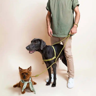 Roam Harness