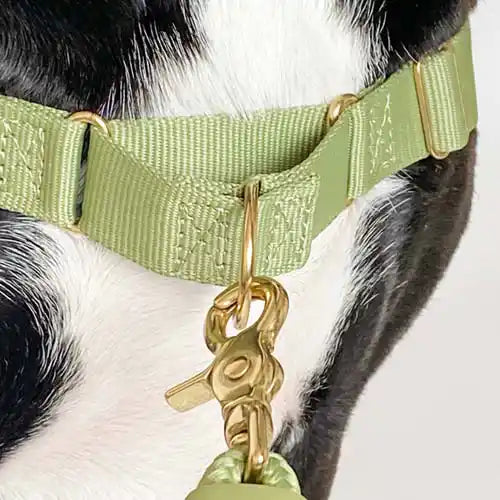 Roam Harness