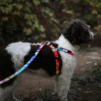 Hands-Free Rover Dog Leash