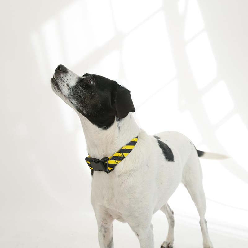 Yield Sport Dog Collar