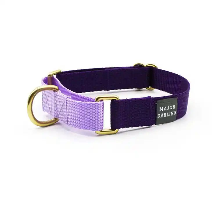 Violet with Lilac Martingale Collar